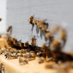 Bees