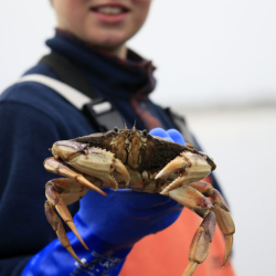 Crabbing
