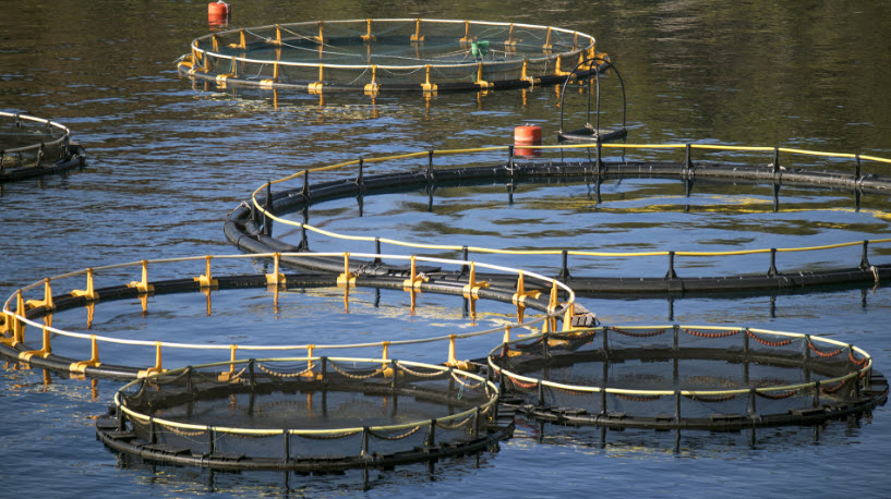 Fish Pens