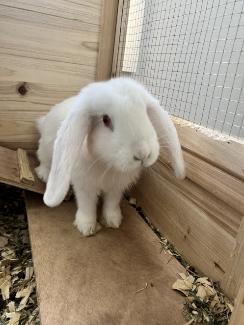 Sponsor an Animal