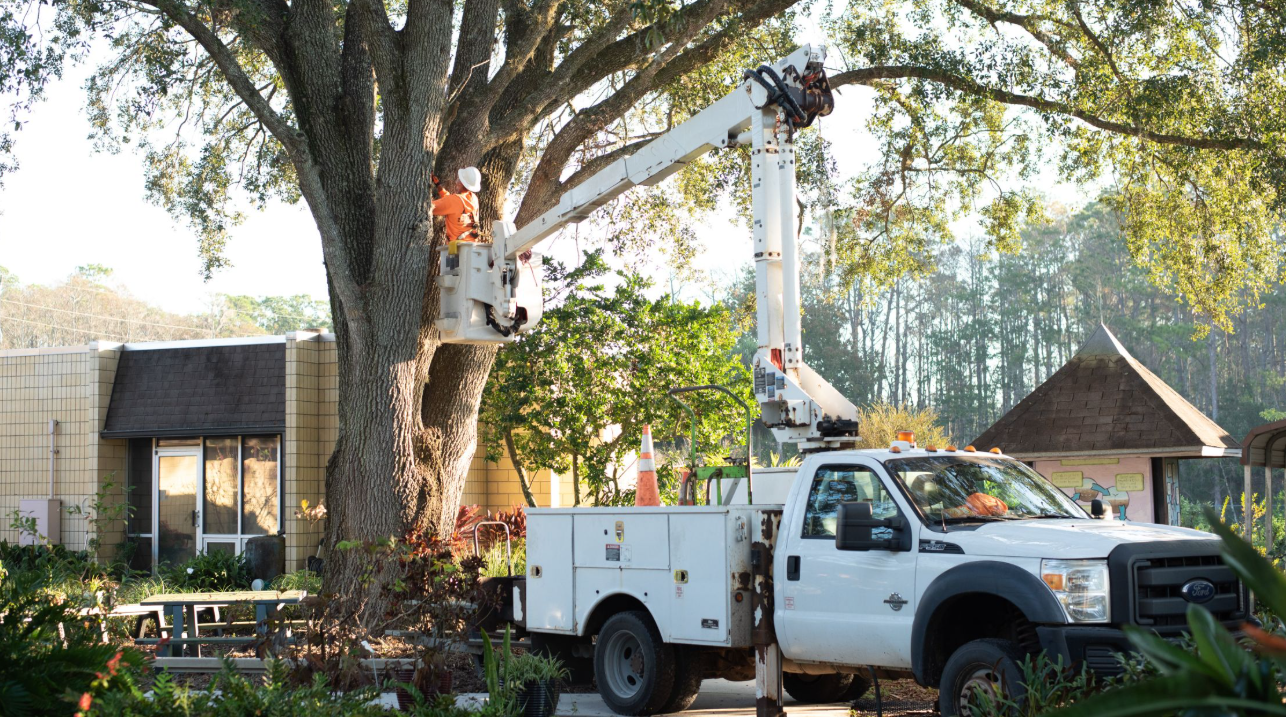 Tree Removal, Trimming, & Stump Grinding