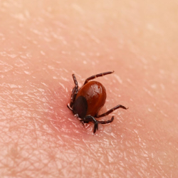 Tick Extermination