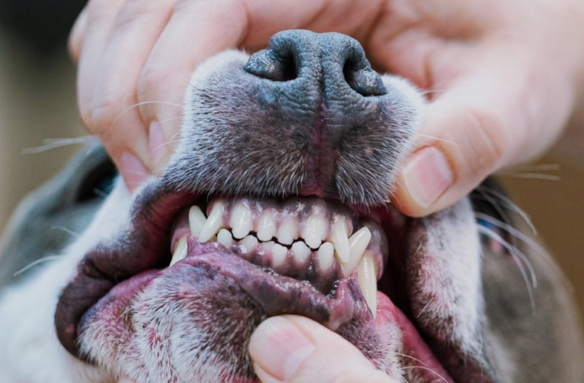 Preventive Pet Dental Care