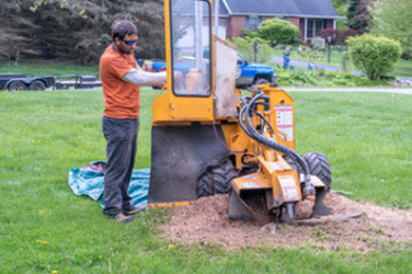  Stump Grinding