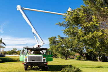 Tree Trimming