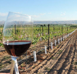 HAT RANCH WINERY 