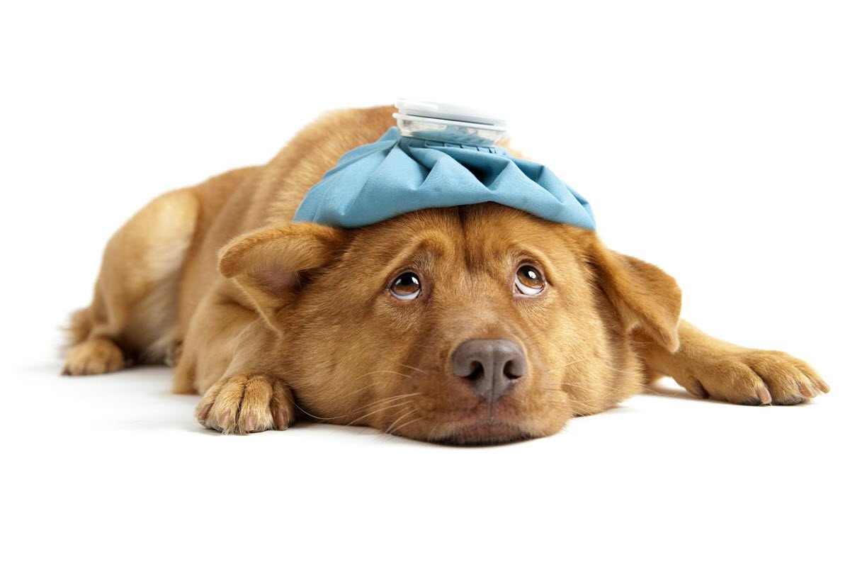 High Fever in Dogs
