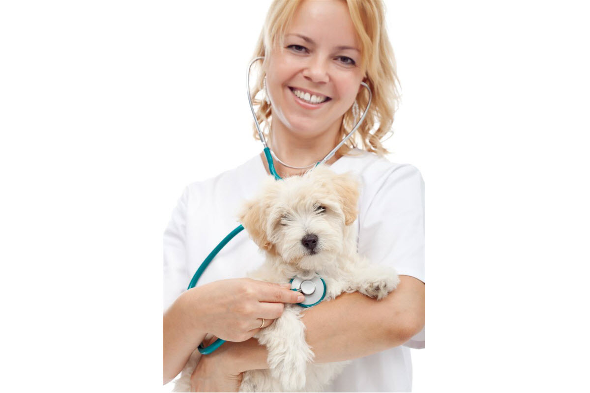 Returning your pet