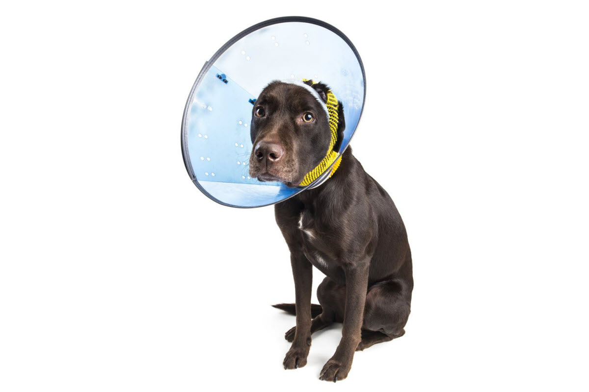 Comfortable Cones for your Pet