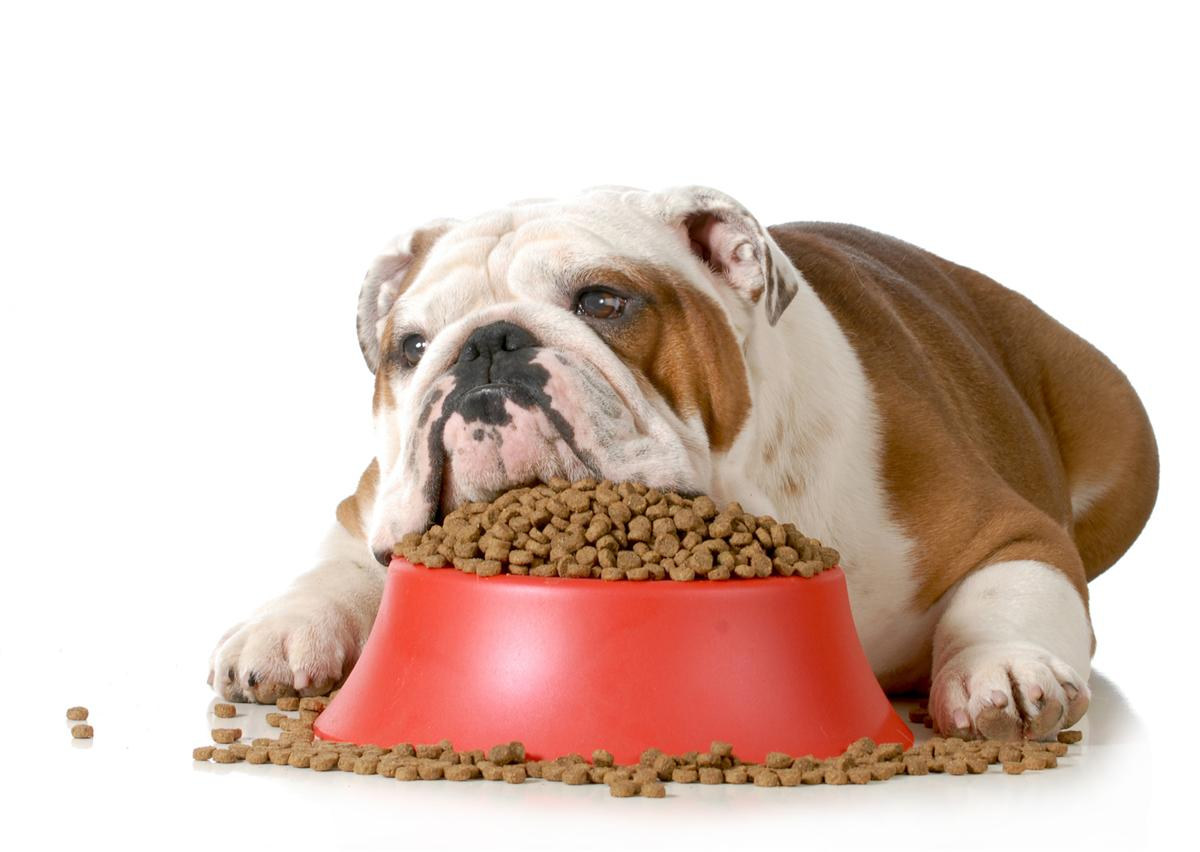 Pet Not Eating?
