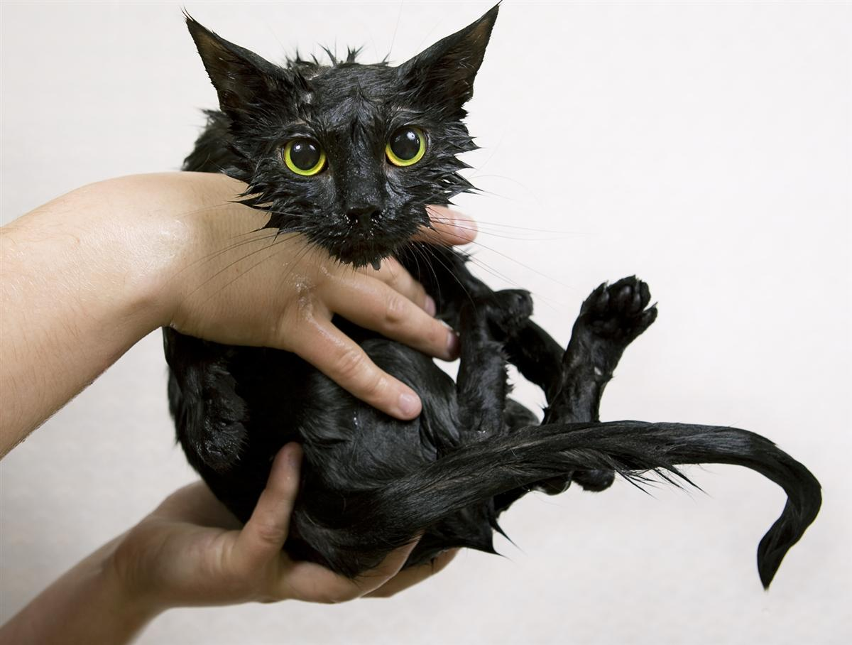 Medicated Shampoos or Bath