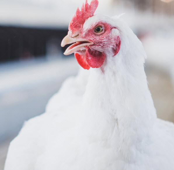 Our Chicken