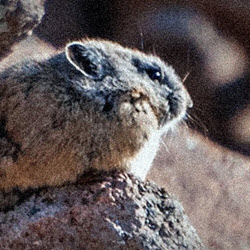 PIKA COUNTING AT CEDAR BREAKS