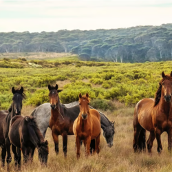 Equestrian