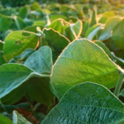 Soybean Solutions