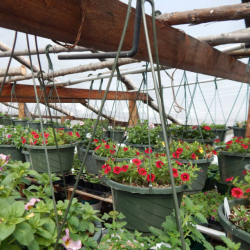 Flowering Baskets