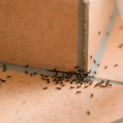 Ants