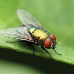 Flying Insect Control
