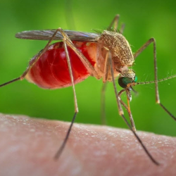 Mosquitoes