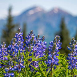Wildflower Watch