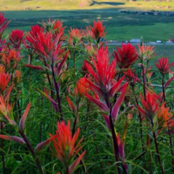 Wildflower Field Guides and Maps
