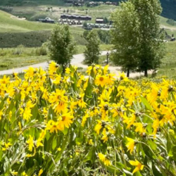 Wildfire Mitigation