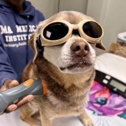 Laser Therapy