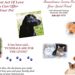 Pet Care Services