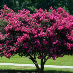 Garden Center Planting & Consultation Services