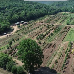 Frisella Nursery Wholesale Portal