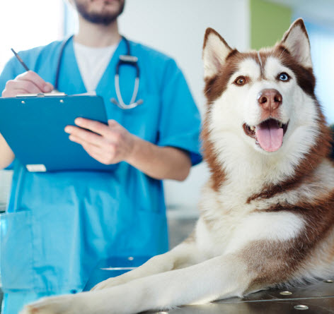 Dog & Cat Examinations
