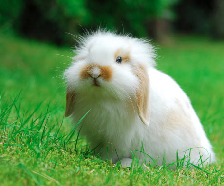 Exotic Pet Care