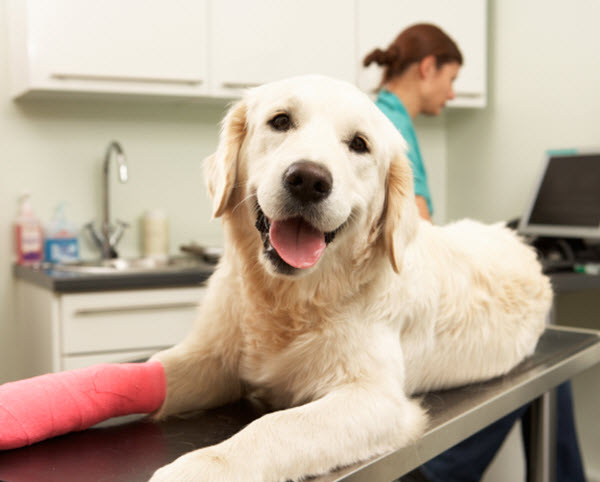 Sick Pet,Urgent and Emergency Pet Care