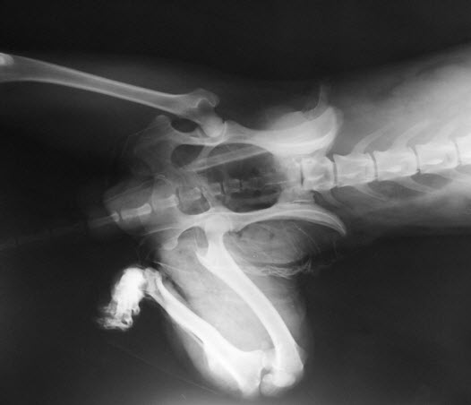 X-rays, Radiology, Advanced Diagnostics