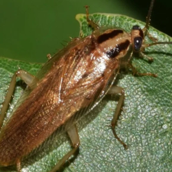 Pest Control