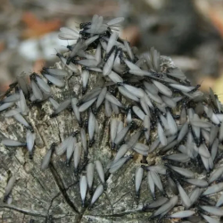 Termites