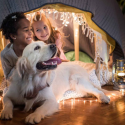 Pet Insurance