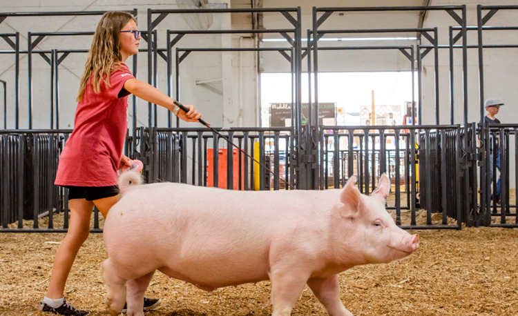 Livestock Exhibitor