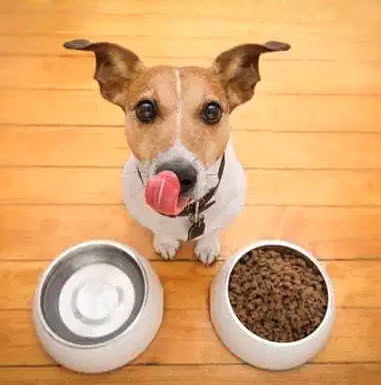 Nutritional Counseling