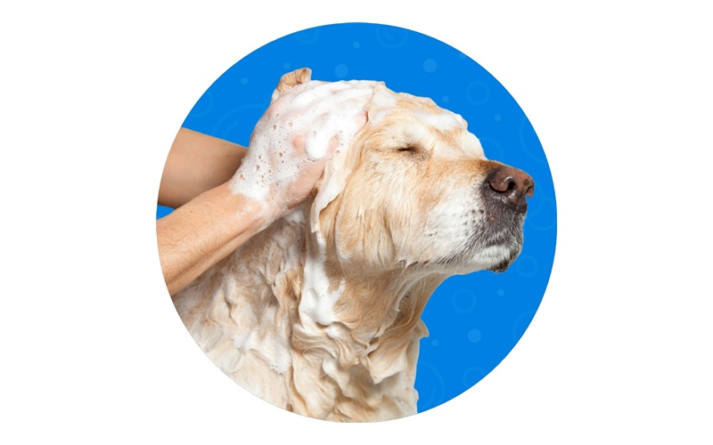 Bath & Blowout Service