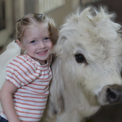 Mini Cow Experience