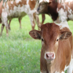 Photoshoot (Cows & Horses)
