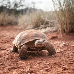 Desert Tortoise Monitoring