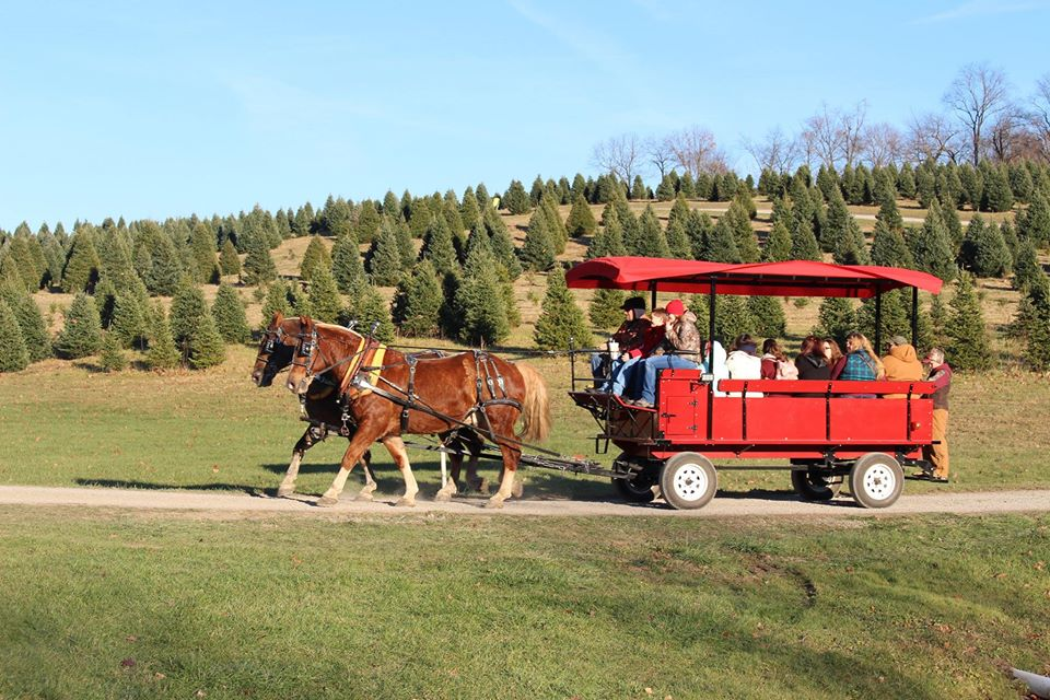 Wagon Rides