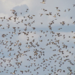 Teal Duck Hunting