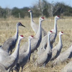 Sandhill Crane Hunting