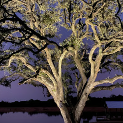 Installation of Tree Up Lighting