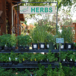 Nursery Plants & Pottery