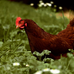 Poultry