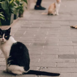 Community Cats